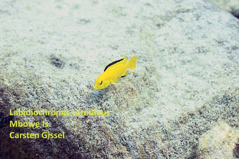 Labidochromis caeruleus 'Mbowe Island'